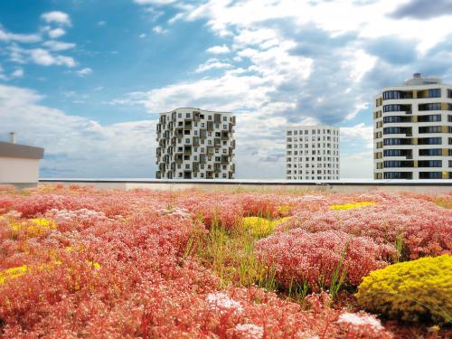 Sedum roof